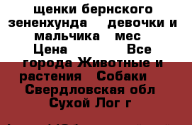 щенки бернского зененхунда. 2 девочки и 2 мальчика(2 мес.) › Цена ­ 22 000 - Все города Животные и растения » Собаки   . Свердловская обл.,Сухой Лог г.